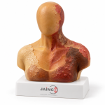 Sulphuric Acid Vitriolage Model
